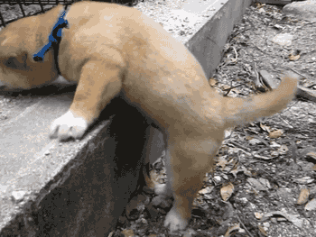 src=http___c-ssl.duitang.com_uploads_item_201212_01_20121201133946_kQhRM.thumb.1000_0.gif&refer=http___c-ssl.duitang.gif