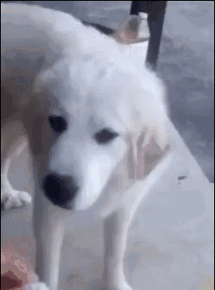 src=http___03.imgmini.eastday.com_mobile_20180528_20180528202449_b6e5e0bdf9aea8a9b7cc4db72d53b6fa_6.gif&refer=http___03.imgmini.eastday.gif