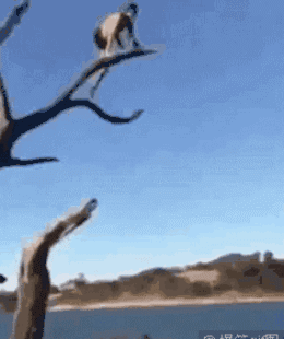 05dd96e77f.gif