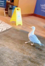 5.gif