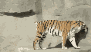 201201050907096381.gif
