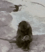 201201041059374904.gif