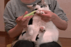 201201041056189701.gif