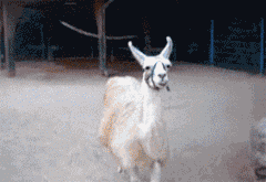 201112080637262110.gif