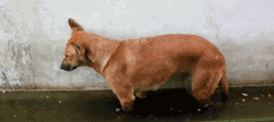 201112042315226128.gif