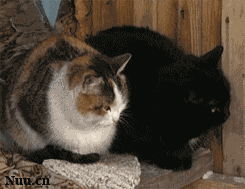 201111260843243265.gif