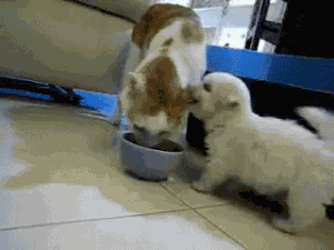 201111081230560304.gif