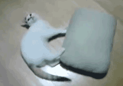 201110131231180045.gif