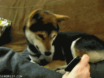 201110111322097697.gif