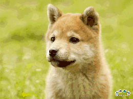 201110010847112860.gif