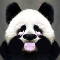 做鬼脸的国宝熊猫