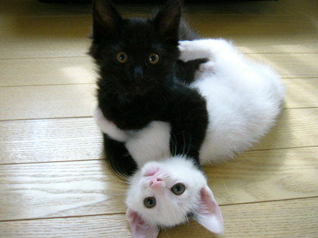 两只玩耍的白猫和黑猫