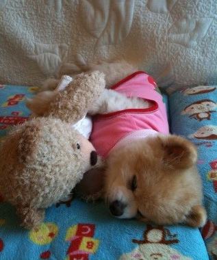 小狗抱着玩具熊睡觉