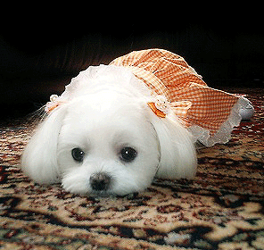 201108121205371492.gif