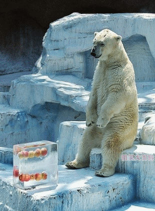 201108072025431421.gif