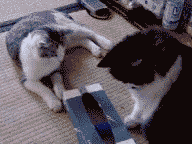 201108051052426252.gif