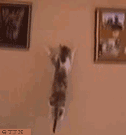201107291039538174.gif