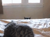 201107291041564500.gif