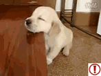 201107211805321243.gif