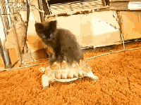 201107211803067937.gif