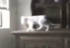 201107060950410294.gif