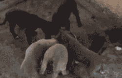 201106131037053775.gif