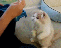 201105111443313180.gif