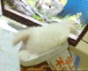 201104230111283196.gif