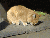 201101201501405934.gif