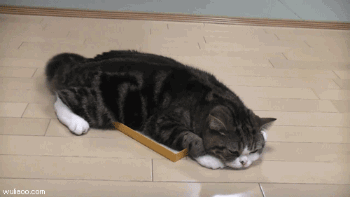 201101071755581237.gif
