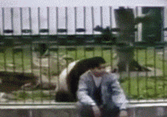 zr633.gif