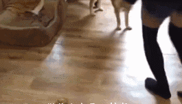 zr334.gif