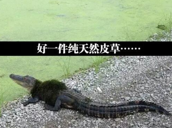 搜狗高速浏览器截图20240716232545.png